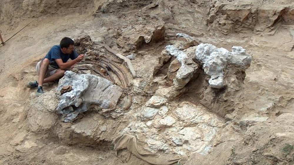 Phát hiện hóa thạch sinh vật lạ to bằng sân bóng rổ - Ảnh 1.