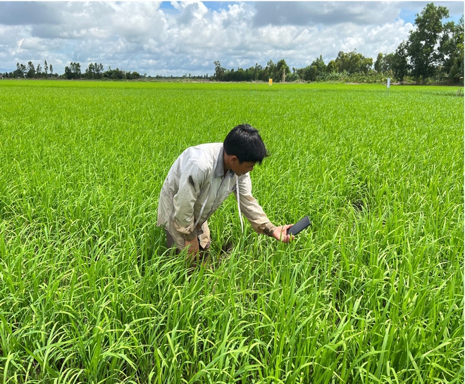 Doanh nghiệp phân bón khuyến cáo nông dân bón ít hơn và câu chuyện phát triển nông nghiệp bền vững vùng Đồng bằng Sông Cửu Long - Ảnh 4.