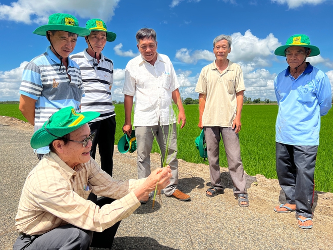Doanh nghiệp phân bón khuyến cáo nông dân bón ít hơn và câu chuyện phát triển nông nghiệp bền vững vùng Đồng bằng Sông Cửu Long - Ảnh 3.