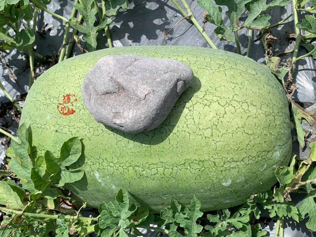 Kỳ lạ nông dân Trung Quốc cứ trồng dưa hấu là đặt cục đá lên trên, chuyên gia: Rất khôn ngoan! - Ảnh 6.