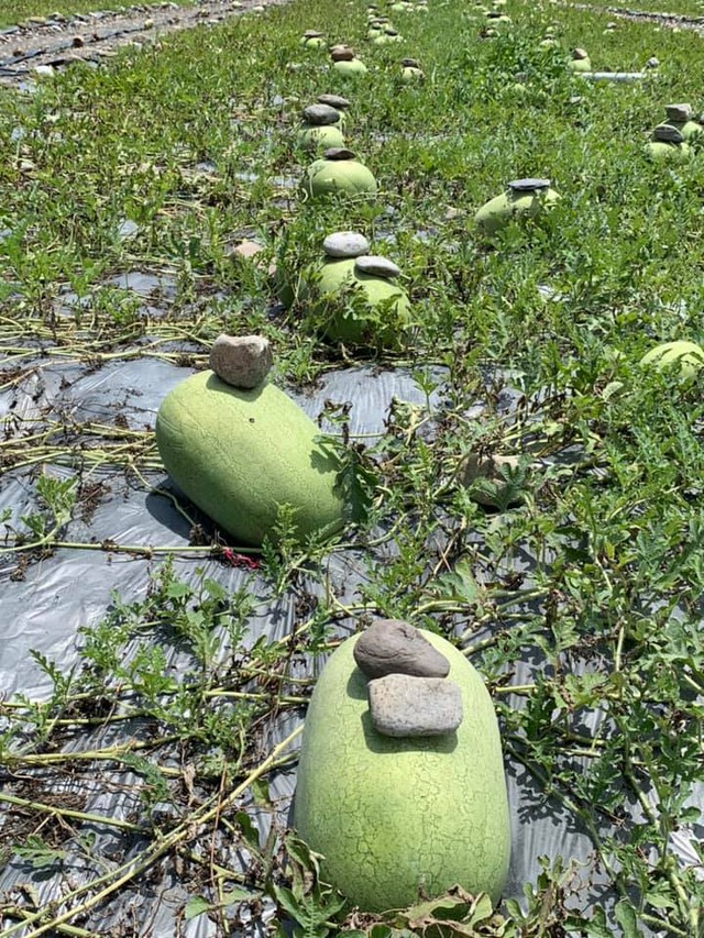 Kỳ lạ nông dân Trung Quốc cứ trồng dưa hấu là đặt cục đá lên trên, chuyên gia: Rất khôn ngoan! - Ảnh 5.