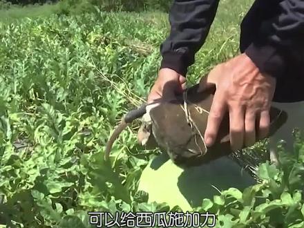 Kỳ lạ nông dân Trung Quốc cứ trồng dưa hấu là đặt cục đá lên trên, chuyên gia: Rất khôn ngoan! - Ảnh 3.