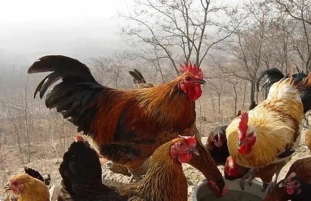 Trung Quốc huy động gấp gần 3 triệu con gà để tiêu diệt loài côn trùng gây thiệt hại 100 tỷ đồng mỗi năm - Ảnh 5.