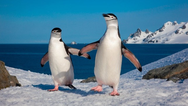 Tảng băng trôi khổng lồ đâm vào nơi trú ẩn của chim cánh cụt ở Nam Cực - Ảnh 2.