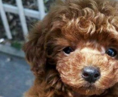 Nhà nuôi chó Golden và chó Poodle, chủ ngỡ ngàng trước kết quả của cuộc tình “vụng trộm” - Ảnh 3.