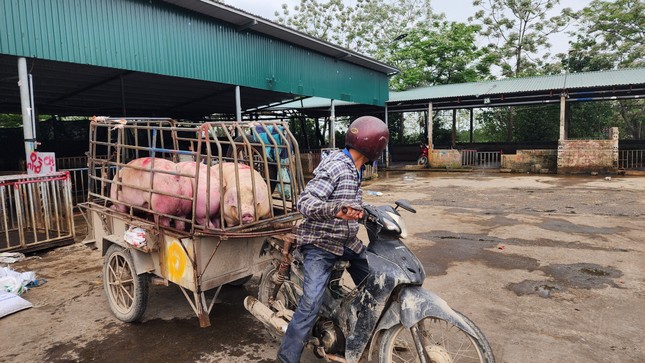  Nghịch lý giá lợn hơi giảm sâu nhưng ra chợ phải mua thịt đắt gấp 3 lần  - Ảnh 3.