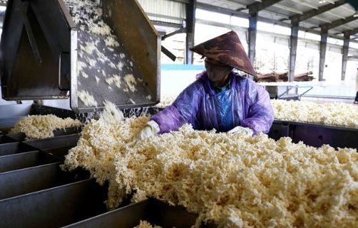 Sau gạo và đường, thêm một loại nông sản gặp bão giá do Ấn Độ - Là mặt hàng Việt Nam cũng đang nhập khẩu hàng triệu tấn - Ảnh 1.