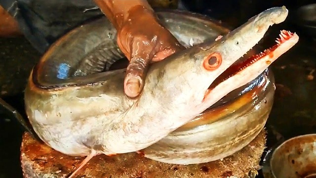 Độc lạ loài cá Việt Nam: Dài tới 2m, bụng chứa một thứ giá gần chục triệu đồng 1 kg - Ảnh 5.