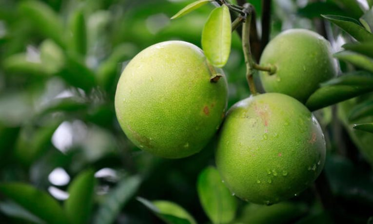 Được người Mỹ ưa chuộng hơn hàng made in China, loại quả bá vương của Việt Nam làm mưa làm gió xứ cờ hoa, thu về hàng chục triệu USD - Ảnh 2. Được người Mỹ ưa chuộng hơn hàng made in China, loại quả bá vương của Việt Nam làm mưa làm gió xứ cờ hoa, thu về hàng chục triệu USD - Ảnh 2.
