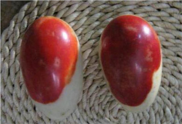 Lão nông vô tình đào được 2 “quả trứng máu”: Chuyên gia sửng sốt, ra giá 2,6 tỷ đồng mua lại liền bị từ chối “tôi không cần tiền” - Ảnh 2. Lão nông vô tình đào được 2 “quả trứng máu”: Chuyên gia sửng sốt, ra giá 2,6 tỷ đồng mua lại liền bị từ chối “tôi không cần tiền” - Ảnh 2.