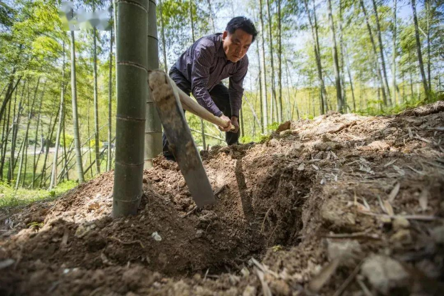 Lão nông vô tình đào được 2 “quả trứng máu”: Chuyên gia sửng sốt, ra giá 2,6 tỷ đồng mua lại liền bị từ chối “tôi không cần tiền” - Ảnh 1. Lão nông vô tình đào được 2 “quả trứng máu”: Chuyên gia sửng sốt, ra giá 2,6 tỷ đồng mua lại liền bị từ chối “tôi không cần tiền” - Ảnh 1.