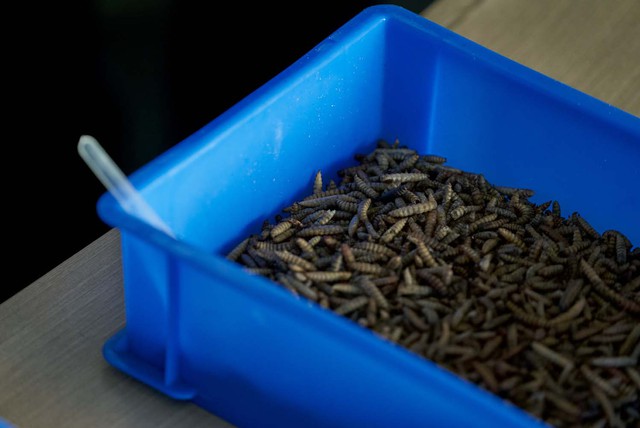 Trung Quốc dùng 500 triệu con ruồi và công nghệ tạo ra “kho báu” đáng giá thế nào? - Ảnh 6.