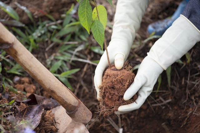 “Ngân hàng cây xanh” TreeBank và câu chuyện lạ: Không cần đất cũng có thể trồng rừng - Ảnh 3.