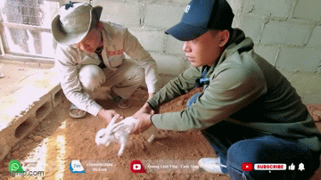 Nhập thỏ ngọc về nuôi, Quang Linh Vlog đi thị sát liền bị dân mạng cảnh báo: Mắc 2 sai lầm chết chóc! - Ảnh 2.
