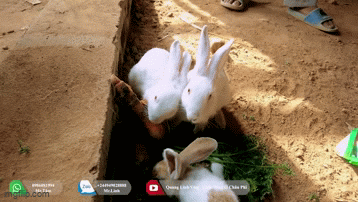 Nhập thỏ ngọc về nuôi, Quang Linh Vlog đi thị sát liền bị dân mạng cảnh báo: Mắc 2 sai lầm chết chóc! - Ảnh 4.