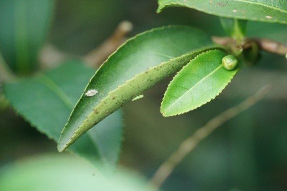 Độc lạ loại cây cứ bị bọ cắn là tăng giá gấp 13 lần, Việt Nam chỉ vài tỉnh trồng được - Ảnh 7.