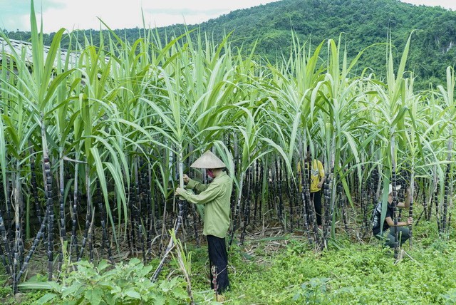 Đại gia Việt thâu tóm công ty từ tay người Pháp, sau 13 năm biến thành doanh nghiệp TỶ USD nhờ trồng gần 68.000 ha chỉ một thứ cây rẻ bèo - Ảnh 3.