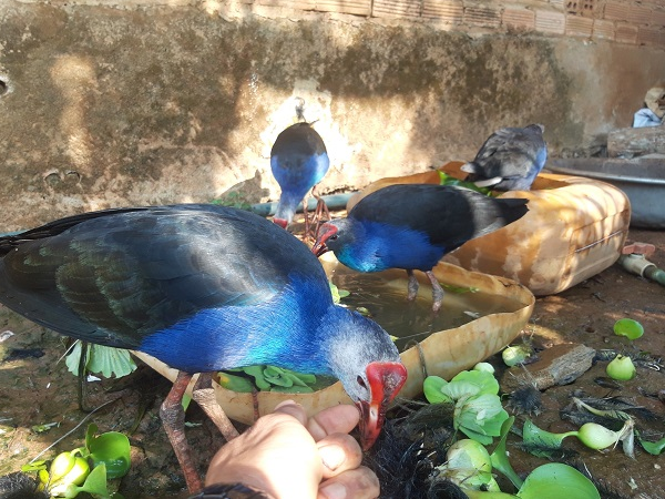 Độc lạ loài chim ở Việt Nam: Biết giữ nhà như chó, tính nóng như lửa, giá bán tiền triệu - Ảnh 8.
