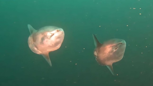 Cảnh quay hiếm về 2 con cá thái dương bơi cùng nhau ngoài khơi Thái Bình Dương - Ảnh 1.