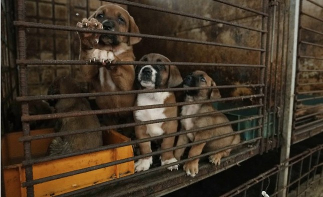 Nông dân Hàn Quốc dọa thả 2 triệu con chó trước văn phòng tổng thống - Ảnh 1.
