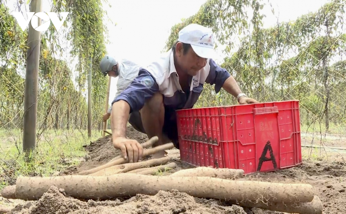 Nông dân Bà Rịa – Vũng Tàu biến cây rừng thành sản phẩm OCOP - Ảnh 2.