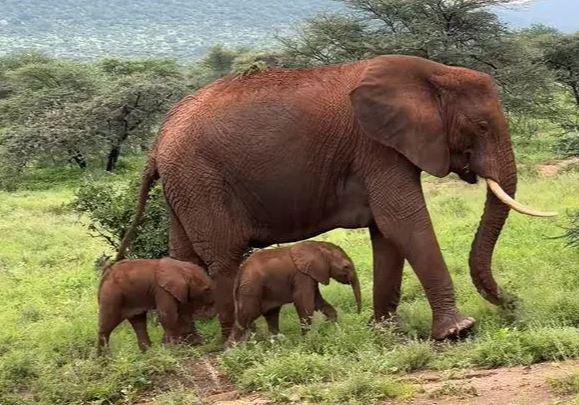 Cặp voi sinh đôi hiếm gặp ra đời ở Kenya - Ảnh 1.