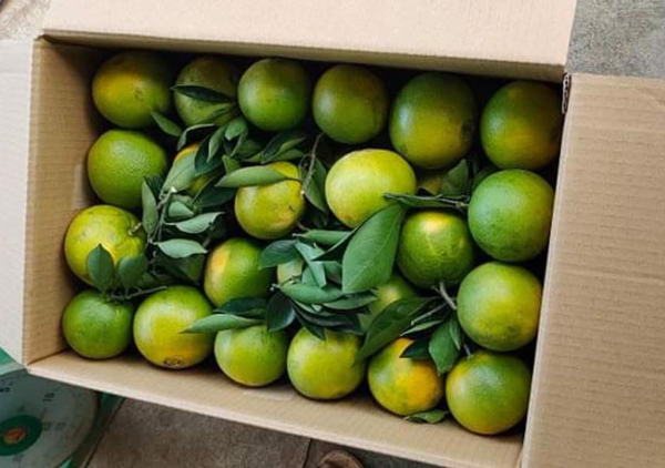  Không phải cam “tiến vua” xứ Nghệ, Việt Nam mới xuất hiện cam “ăn trứng “uống” mật, giá hơn 2 triệu đồng/kg  - Ảnh 8.