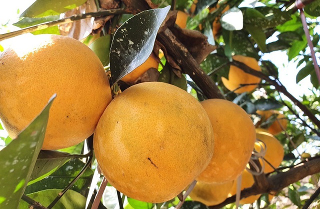  Không phải cam “tiến vua” xứ Nghệ, Việt Nam mới xuất hiện cam “ăn trứng “uống” mật, giá hơn 2 triệu đồng/kg  - Ảnh 5.