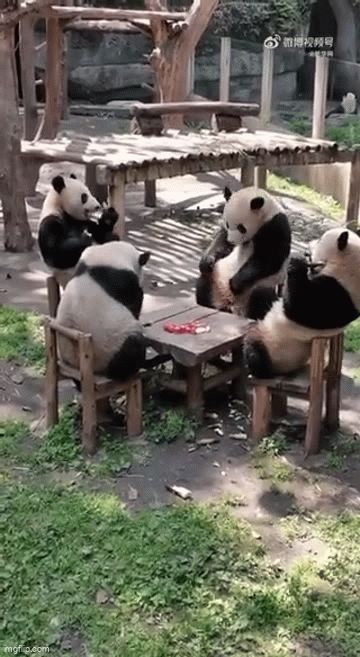 Gấu trúc có hành động kỳ lạ ở vườn thú Trung Quốc, dân mạng nghi là người đóng giả - Ảnh 4.
