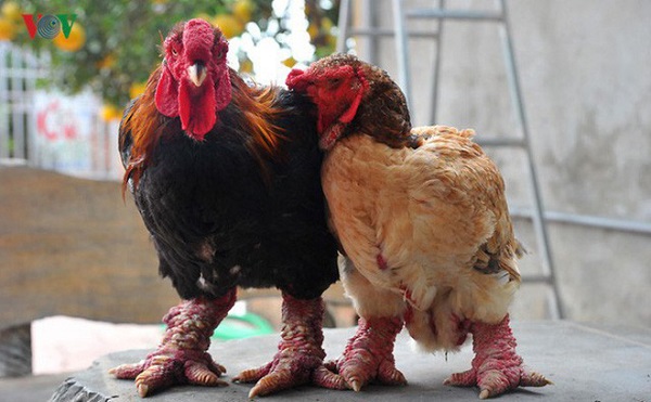 Độc lạ loài gà Việt Nam gây bão báo thế giới: Giá đến 50 triệu - nghìn con tuyển được một - Ảnh 5.
