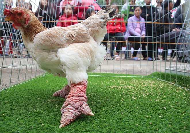 Độc lạ loài gà Việt Nam gây bão báo thế giới: Giá đến 50 triệu - nghìn con tuyển được một - Ảnh 4.