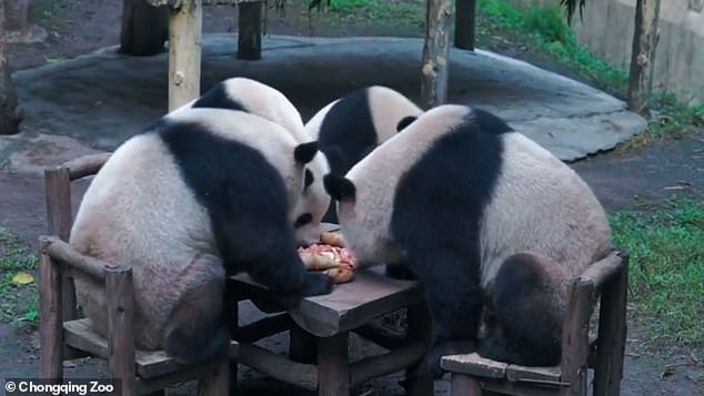 Gấu trúc có hành động kỳ lạ ở vườn thú Trung Quốc, dân mạng nghi là người đóng giả - Ảnh 2.