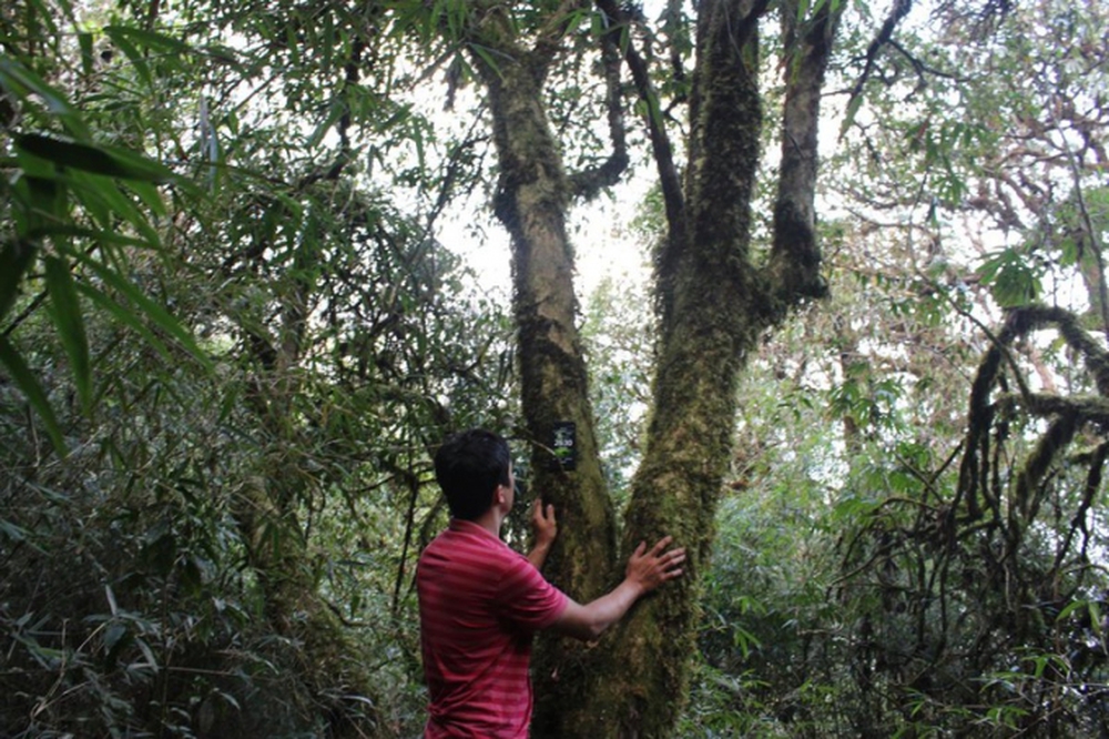 Độc lạ loài cây nghìn năm tuổi ở Việt Nam: Chỉ còn 60 gốc, giá thành phẩm 680 triệu đồng/kg - Ảnh 4.