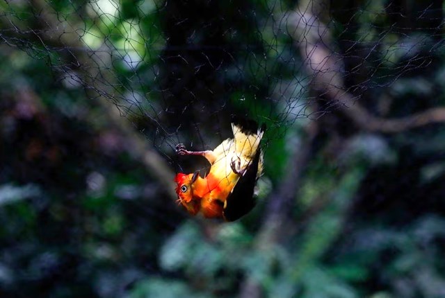 Hoạt động khai thác vàng đe dọa các loài chim nhiệt đới - Ảnh 1.