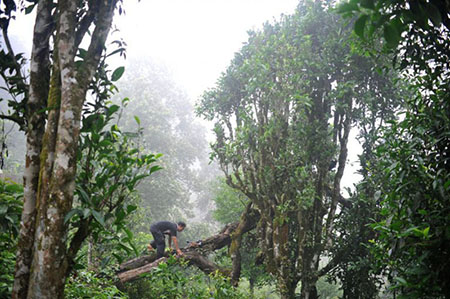 Độc lạ loài cây nghìn năm tuổi ở Việt Nam: Chỉ còn 60 gốc, giá thành phẩm 680 triệu đồng/kg - Ảnh 11.