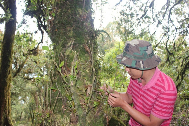 Độc lạ loài cây nghìn năm tuổi ở Việt Nam: Chỉ còn 60 gốc, giá thành phẩm 680 triệu đồng/kg - Ảnh 9.