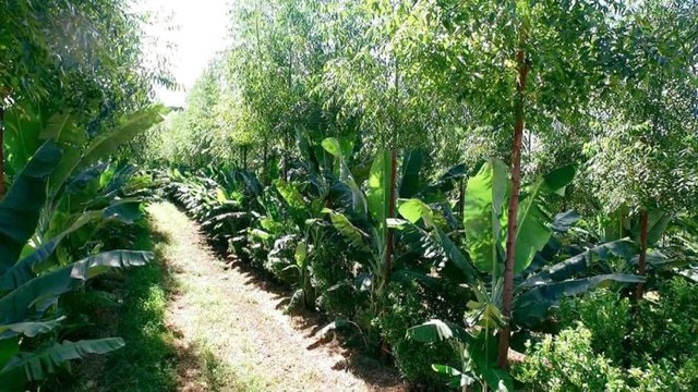 Chàng trai vừa làm BTV xoàng ở Hà Nội vừa trồng triệu cây xanh: Bố mắng sa sả; nhìn cây mà khóc! - Ảnh 7.