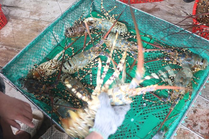 Chưa biết vì sao tôm hùm bông sống khó xuất khẩu sang Trung Quốc - Ảnh 1. Chưa biết vì sao tôm hùm bông sống khó xuất khẩu sang Trung Quốc - Ảnh 1.