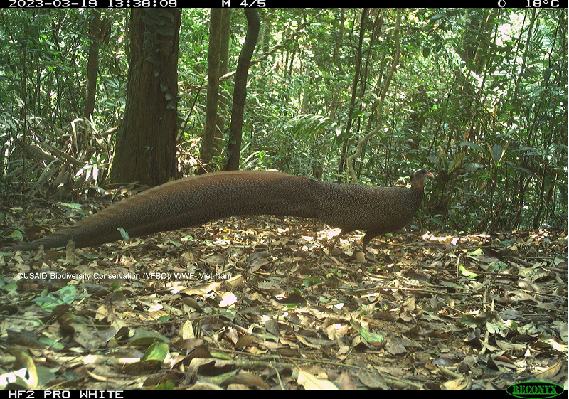 Lộ diện những loài vật bí ẩn trong rừng sâu Việt Nam - Ảnh 12.