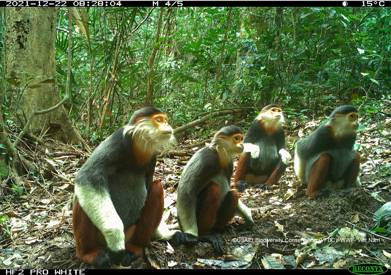 Lộ diện những loài vật bí ẩn trong rừng sâu Việt Nam - Ảnh 4.