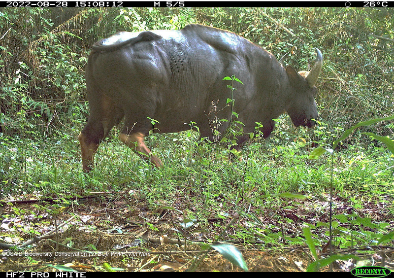 Lộ diện những loài vật bí ẩn trong rừng sâu Việt Nam - Ảnh 1.