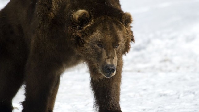 Vì sao gấu không thể ngủ đông, lang thang khắp Siberia ? - Ảnh 1.