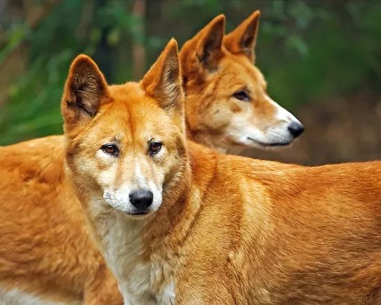 Tưởng đại bàng đánh rơi chú cún, người phụ nữ đem về nhà nuôi thì phát hiện nó không phải là chó - Ảnh 3.