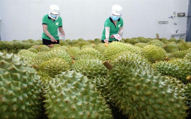 Cơ hội lớn tăng xuất khẩu rau quả sang Trung Quốc - Ảnh 1.