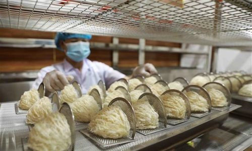 Việt Nam nắm giữ loài chim nhả vàng, tạo ra siêu thực phẩm nổi tiếng được Trung Quốc cực ưa chuộng, giá đắt đỏ vẫn chi đậm hàng ngàn tỷ mua ăn - Ảnh 2.