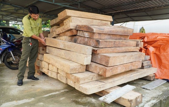 Tin mới vụ gỗ lậu trên đất của Trưởng phòng Nội vụ ở Quảng Nam - Ảnh 2. Tin mới vụ gỗ lậu trên đất của Trưởng phòng Nội vụ ở Quảng Nam - Ảnh 2.