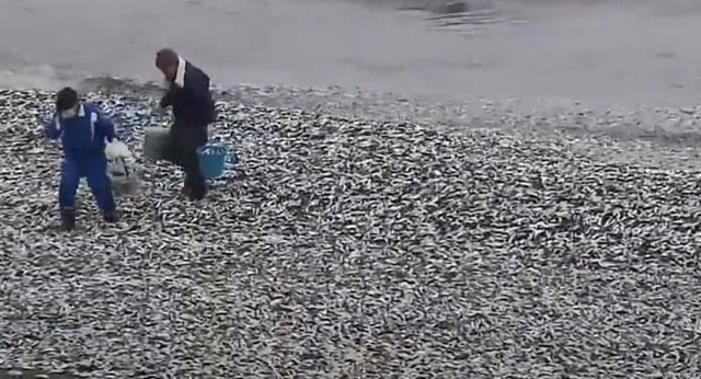 Nhật Bản giải mã vụ hơn 1.000 tấn cá chết nổi trắng bờ biển - Ảnh 2.