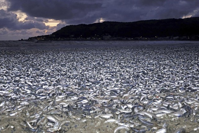 Nhật Bản giải mã vụ hơn 1.000 tấn cá chết nổi trắng bờ biển - Ảnh 1.
