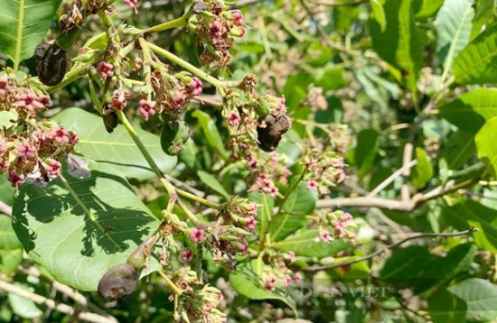 Mỹ săn lùng loại hạt ‘châu báu’ của Việt Nam: Chỉ 1/10 khu vực trên thế giới cho ra chất lượng tốt nhất, kiếm hàng trăm triệu USD mỗi tháng - Ảnh 1.