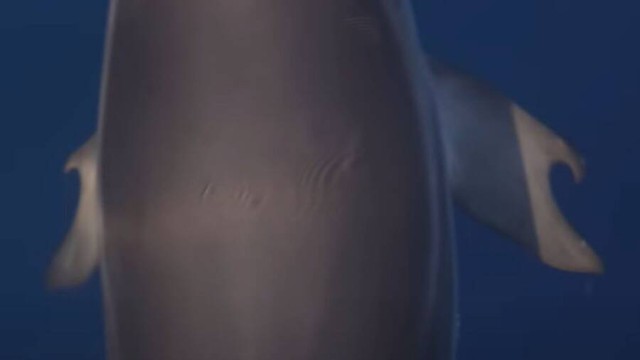 Các nhà sinh học biển gần đây đã phát hiện ra một con cá heo có ngón tay cái giống con người - Ảnh 2.